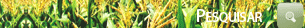 Pesquisar dentro do Site